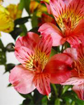 Alstroemerias