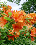 Azaleas