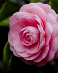 Camelias