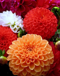Dalias (colores) 