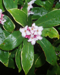 Daphnes