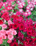 Flox 