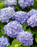 Hortensias (colores) 