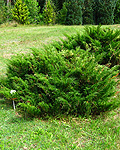 Juniperus