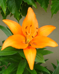 Lilium