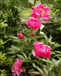 Peonias