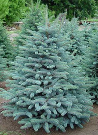 Picea Azul