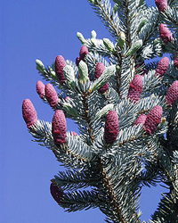 Picea Azul