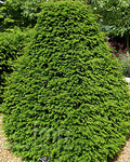 Taxus